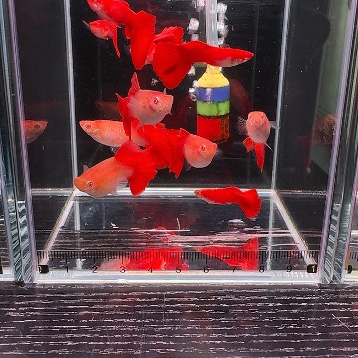 海水鱼福利台系大背血红8➕2备损