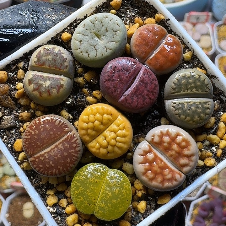 生石花1111111。   212
