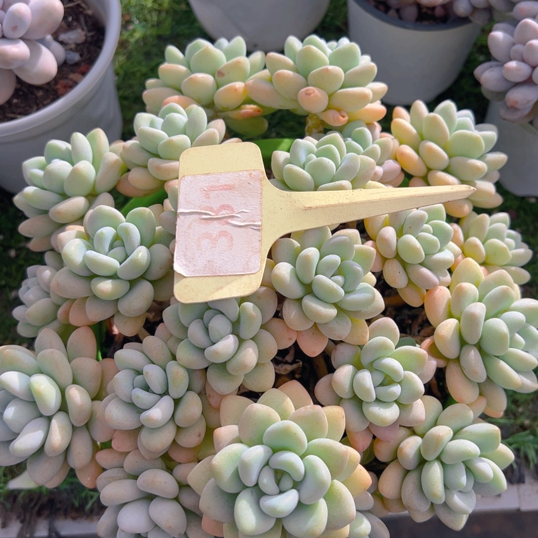 末*香玉的故事是一个人的故事