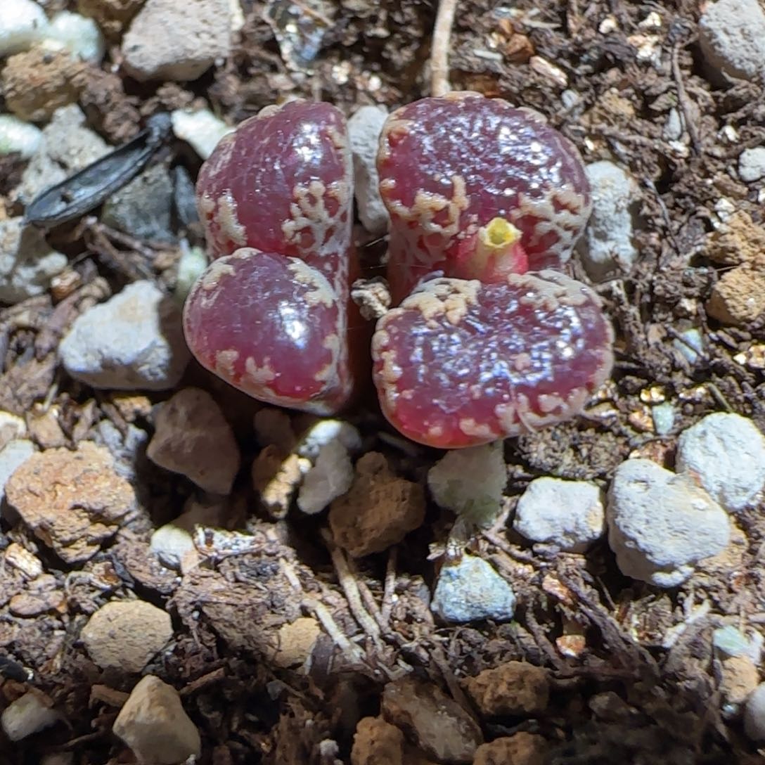 肉锥多肉植物组合-3km勋章1455