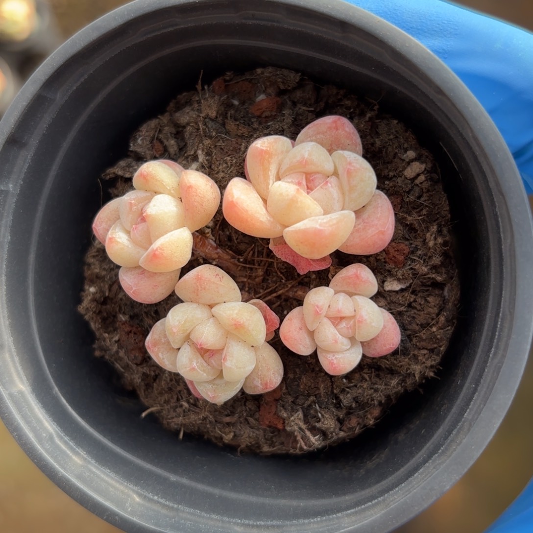 冰玉四头一物一拍