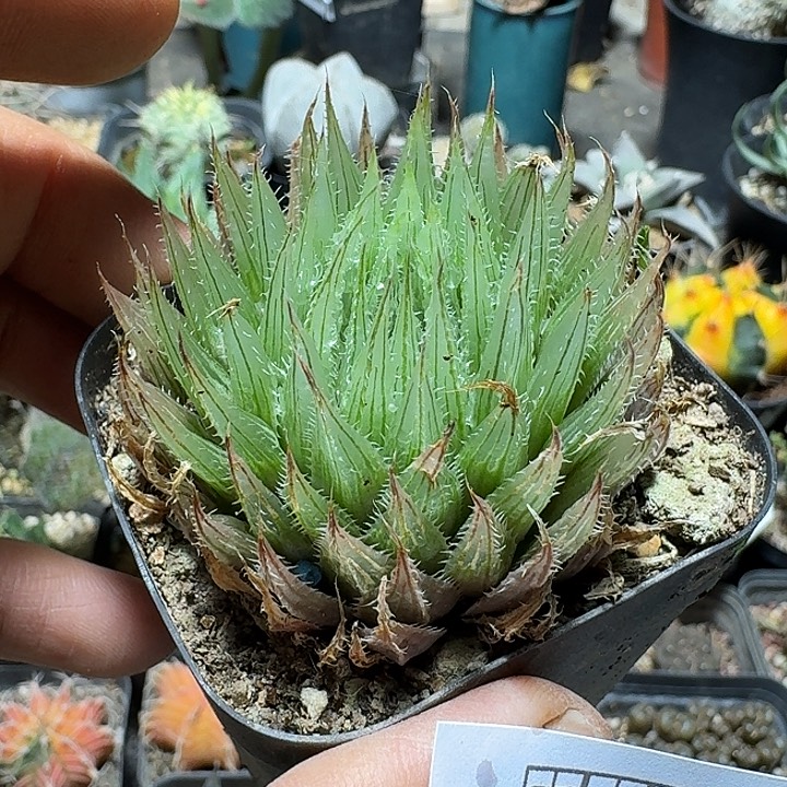 767曲水之宴脱土发货