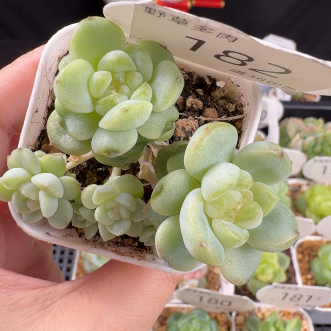 甜心财富六头群182号