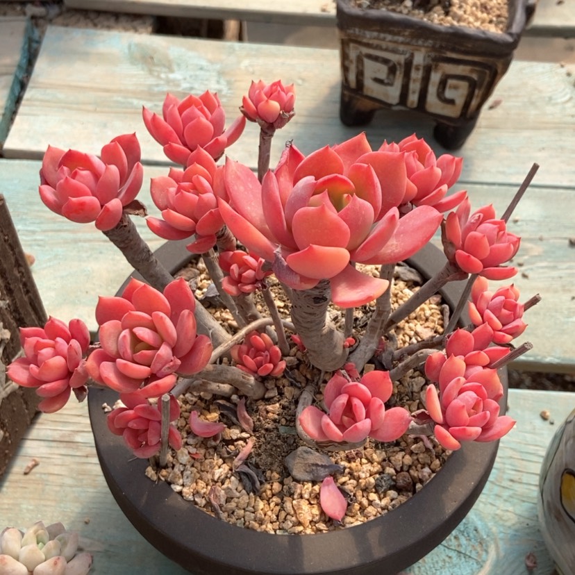 【闪购商品】甜橙无砍