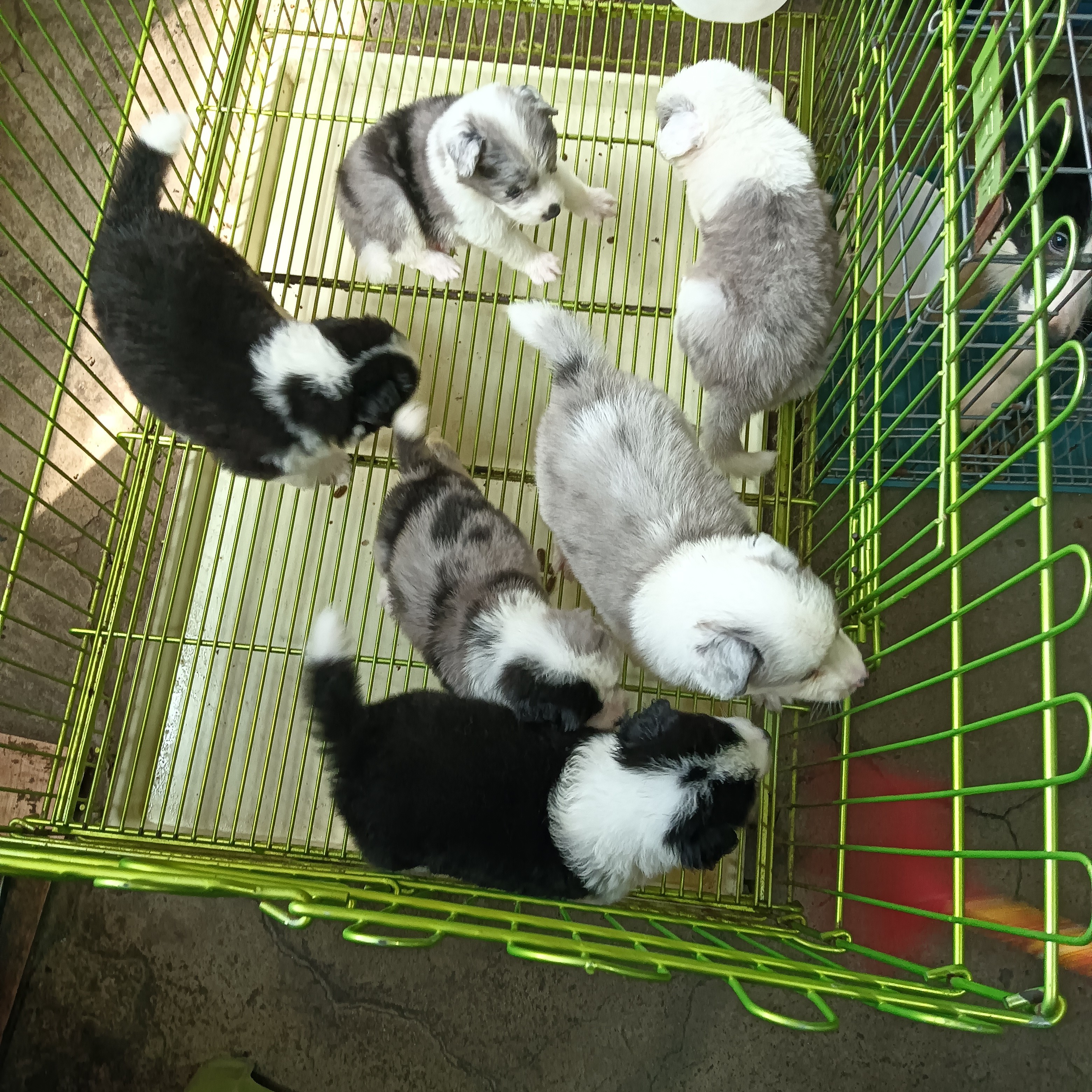 海豹黑白色边牧妹妹狗狗活体一狗一价拍前咨询