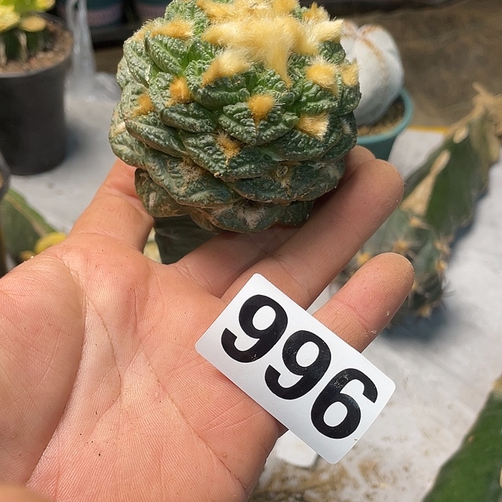 完全开放966牡丹一个