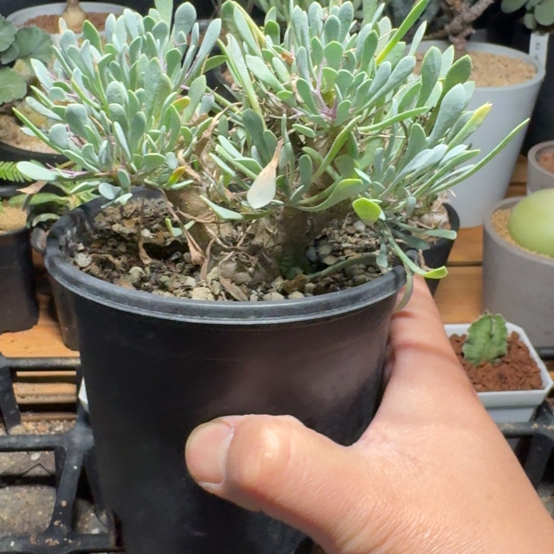 黑飘殿厚墩菊块根多肉植物