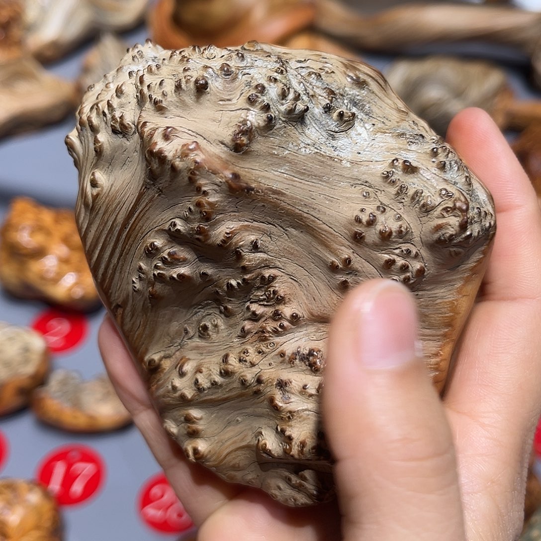 金***瑞太行崖柏陈华手把玩