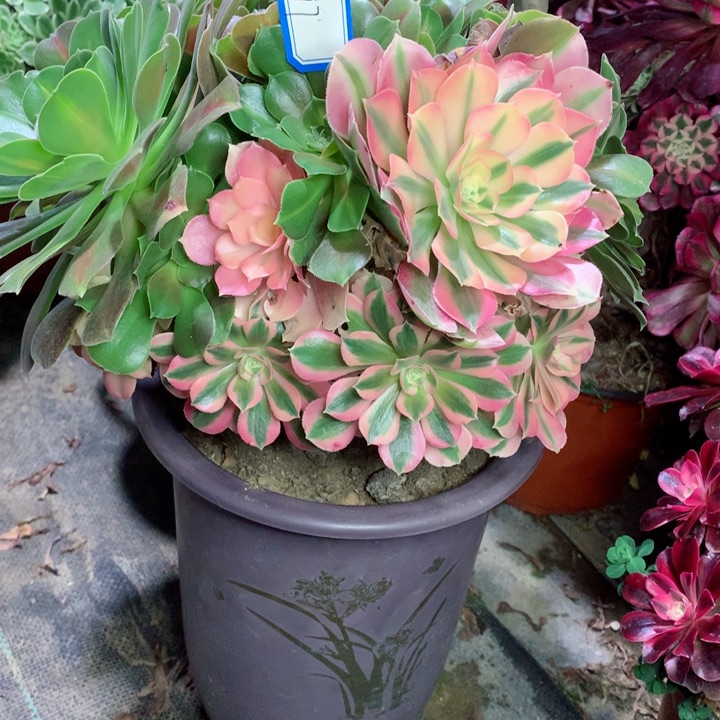 1017粉女巫多肉111111