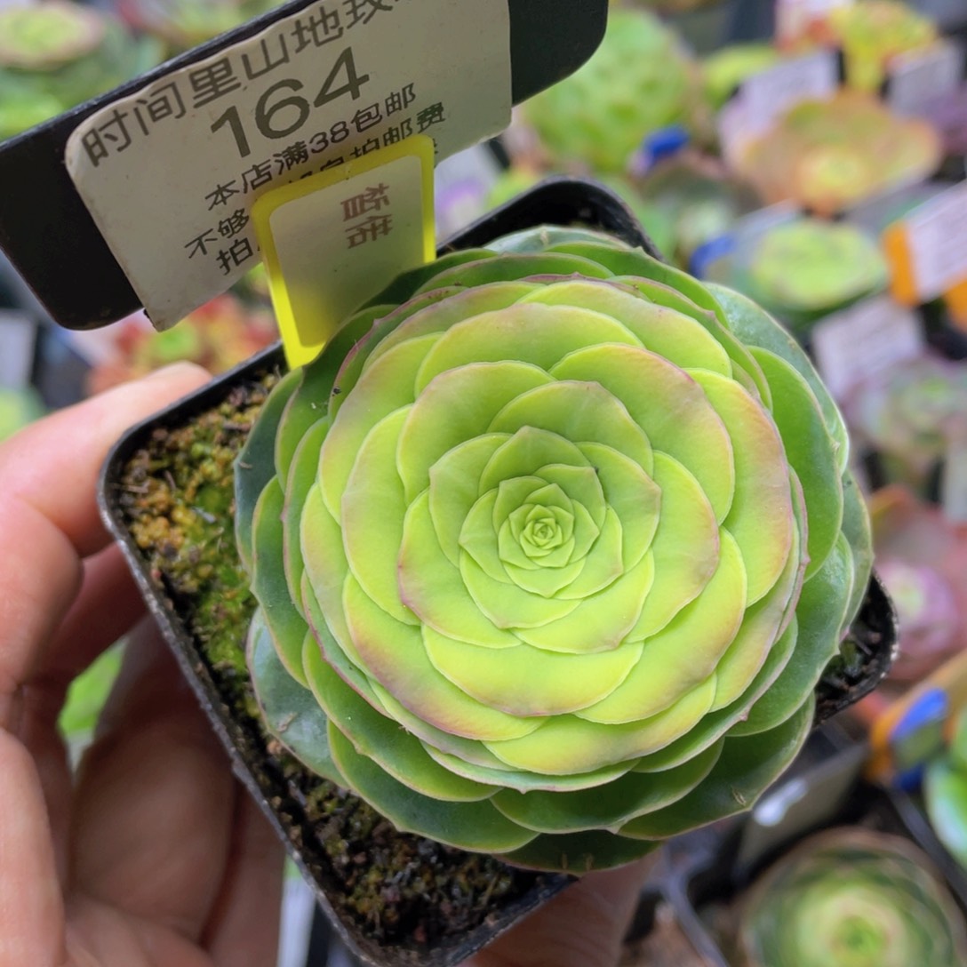 皙偌新年福利 164一物一拍