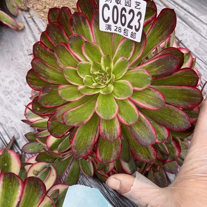 荔枝多肉植物法师变异0623