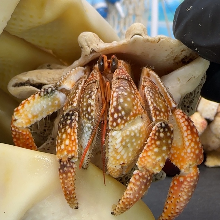 A12异色 斐济2.0cm口径