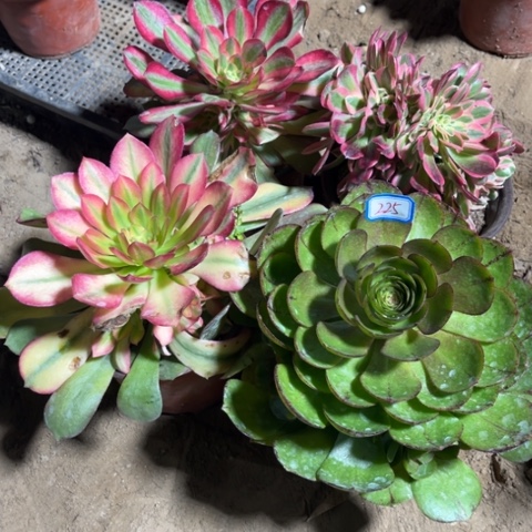 225多肉植物组合