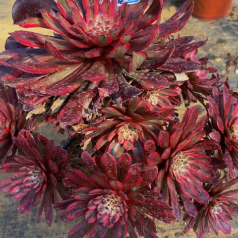 紫霞仙子多肉植物一物一拍24多肉