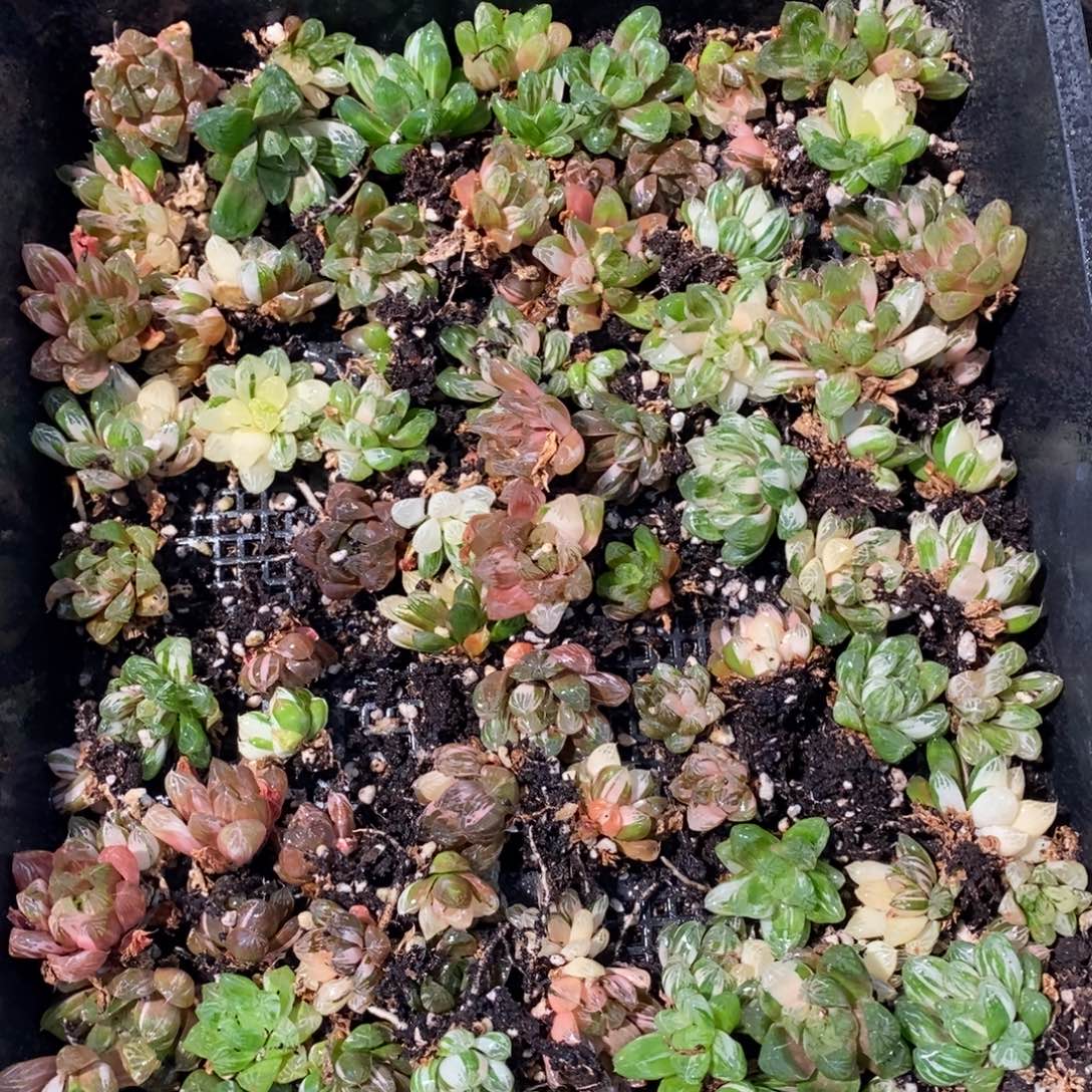 2930 一颗优选实生苏皇玉露锦好锦 元旦整点福利