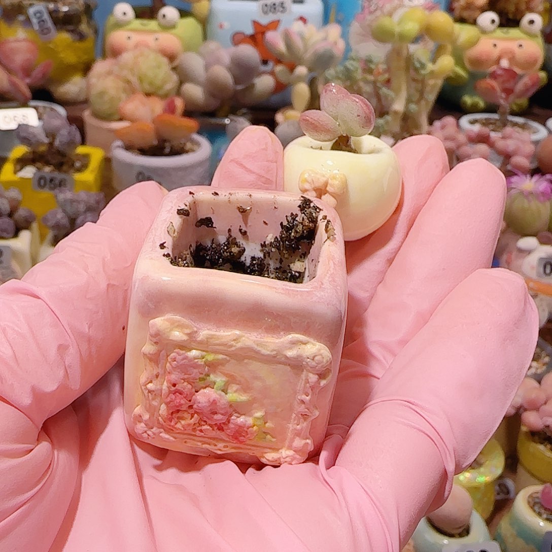 洛****T恐龙蛋+粉色花盆盆口2.5cm