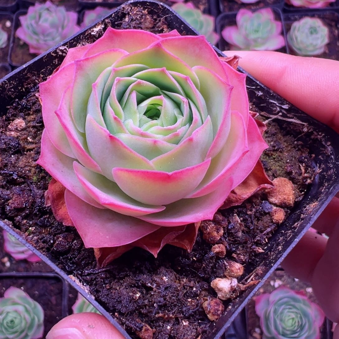 Y750半城玫瑰魅影