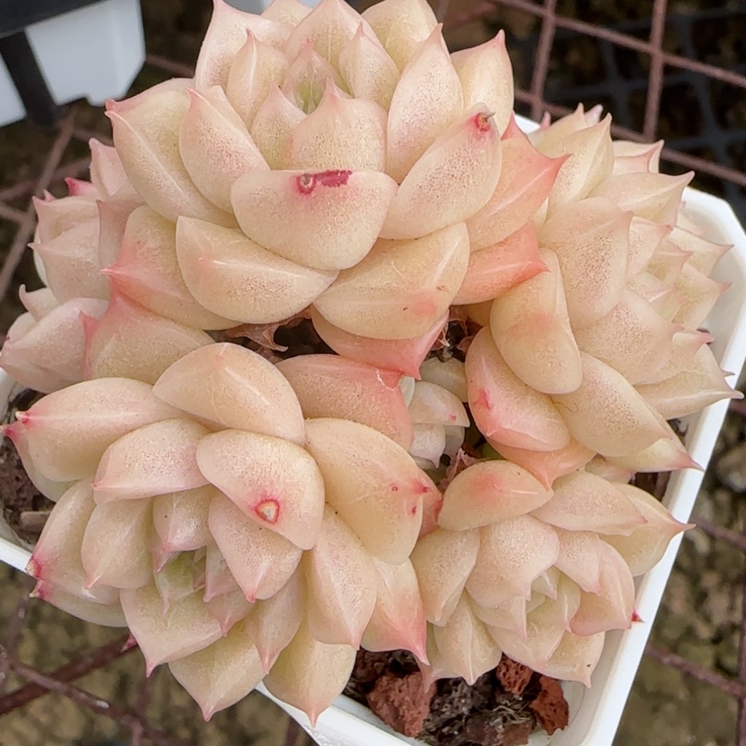 花语逸境0221-438散