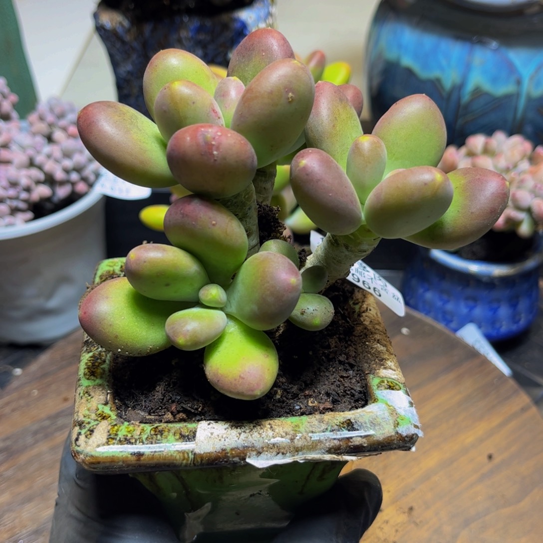 966金色芒果奶10厘米