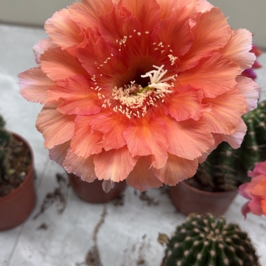 露露彩草柱子大球有