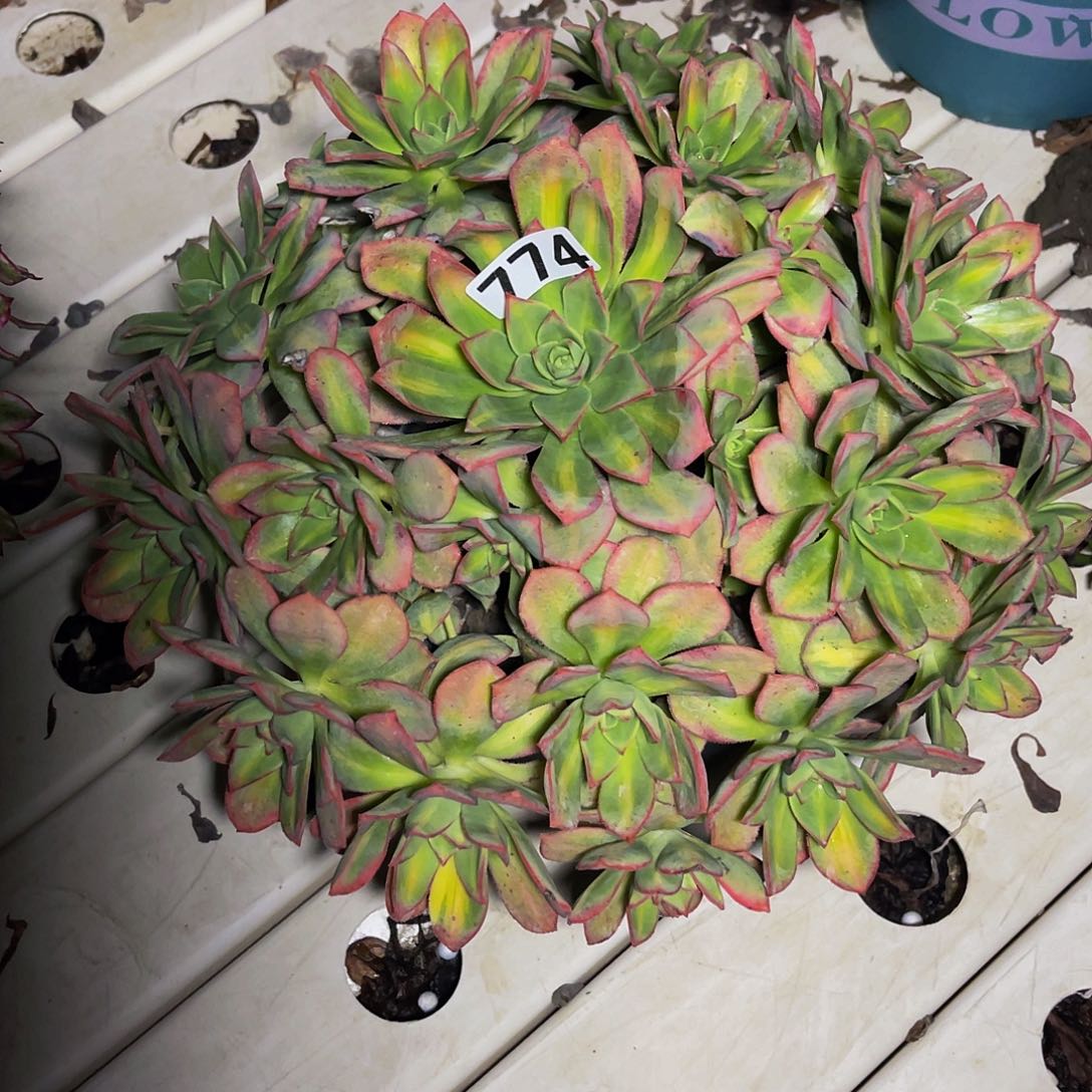 法师法师3/5。包邮法师