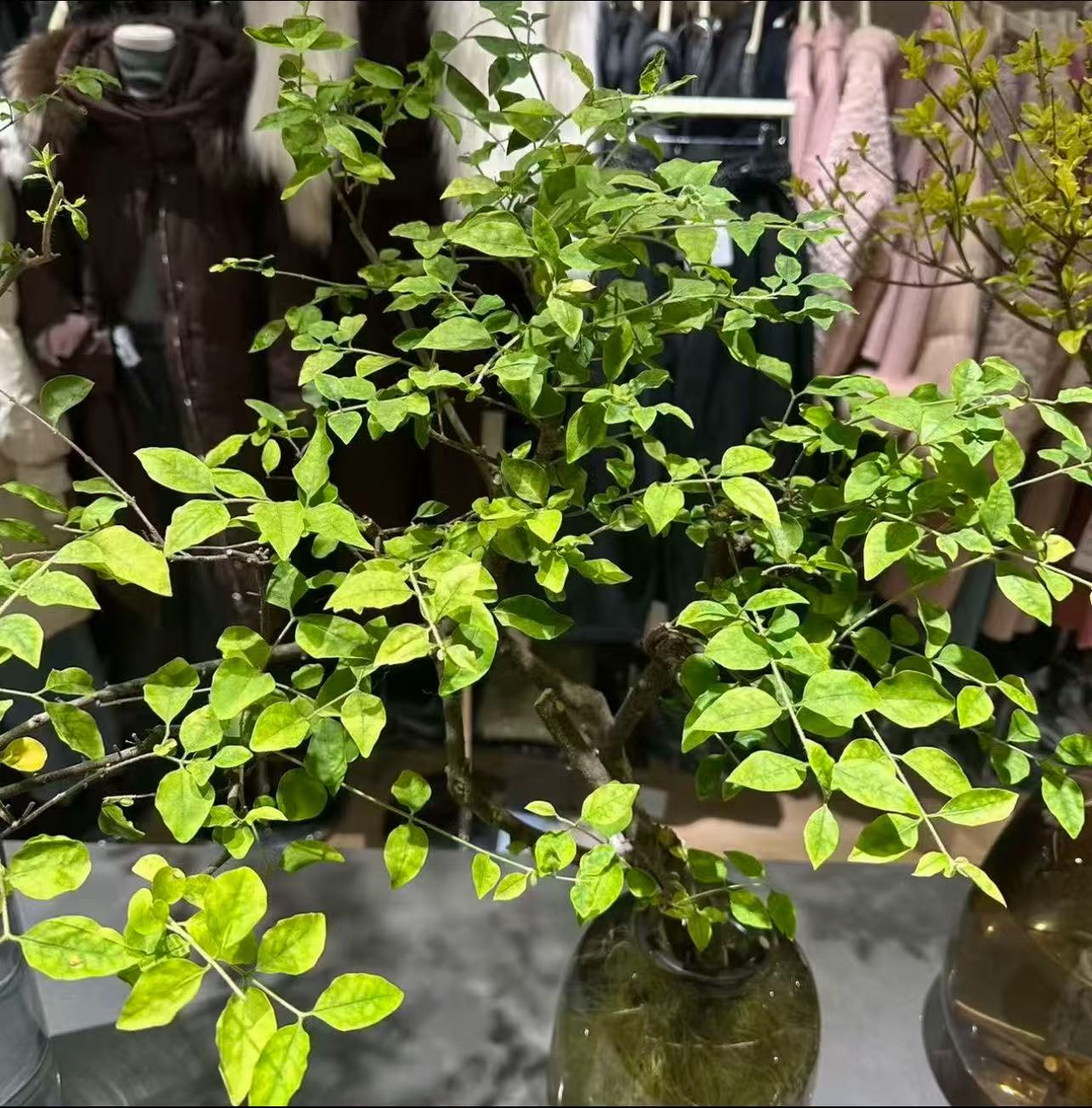 《一物一拍集合链接》水培女贞室内绿植精致光照懒人专属花卉养护