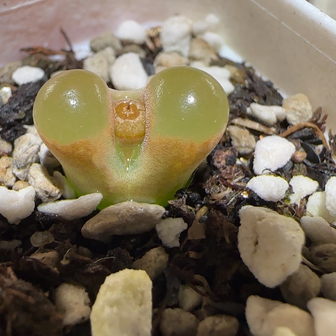 肉锥多肉植物百科25-磁铁774