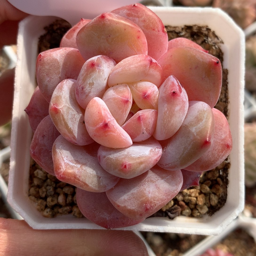 韩货橙梦露单头4943