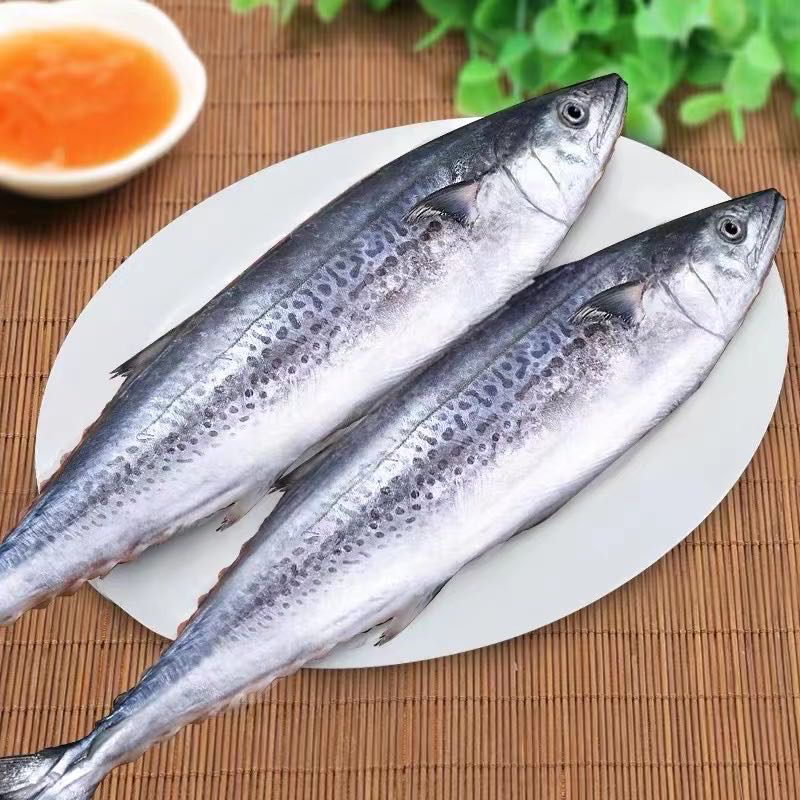 新鲜速冻 鲅鱼马鲛鱼 连云港发货5斤