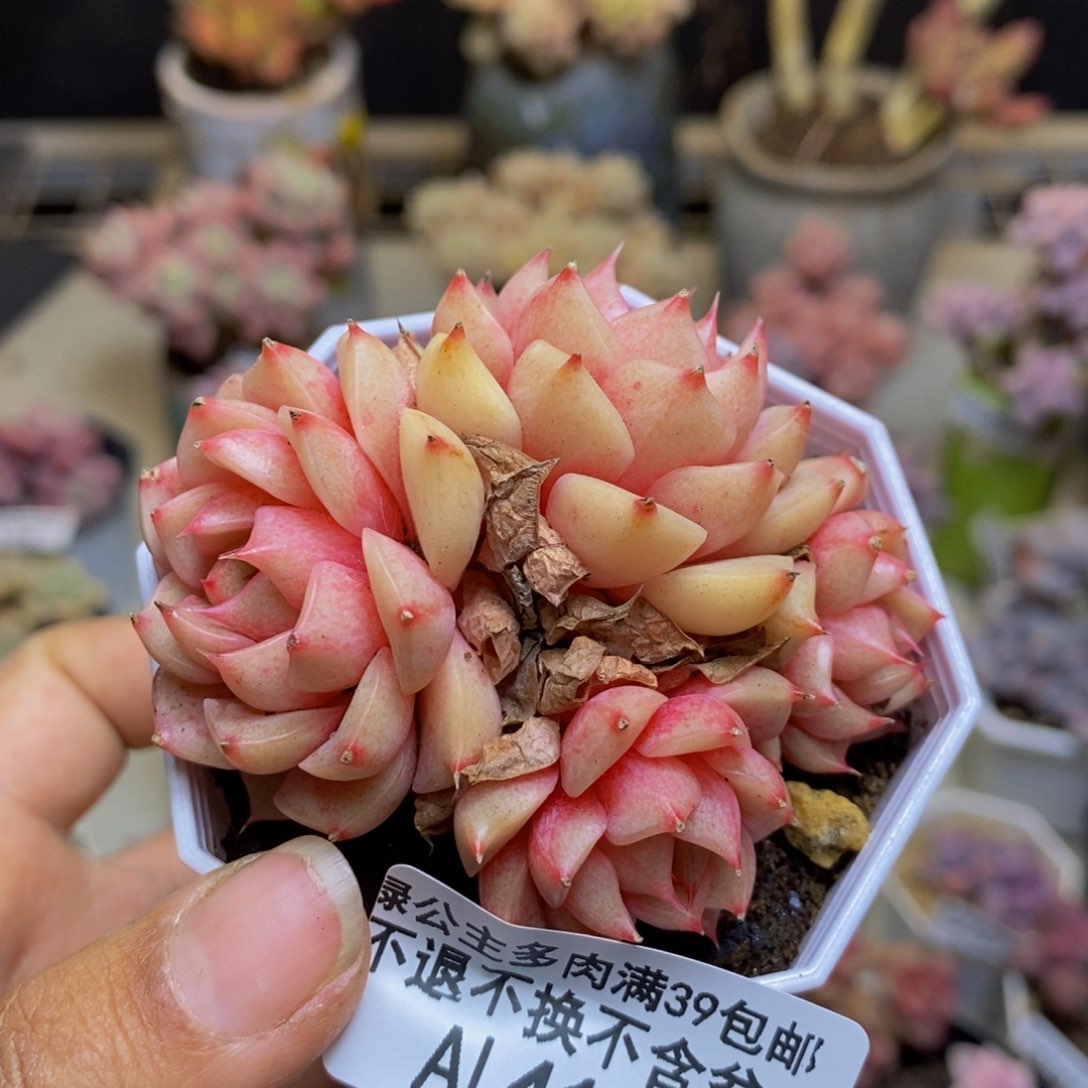 417昂斯诺多肉6c m