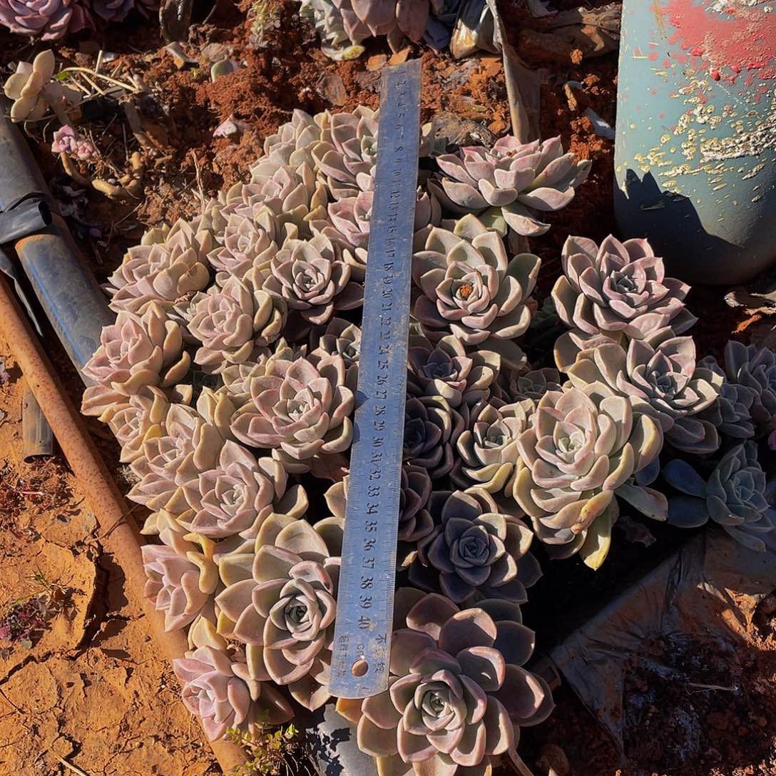 哈利沃森地栽29.8多肉，掉头断枝不售后