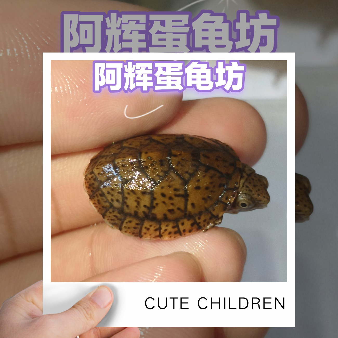 巨头龟巨头蛋龟阿辉蛋龟坊