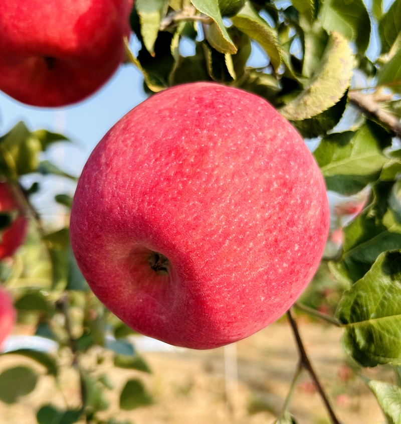洛川苹果陕西秦脆苹果新鲜采摘