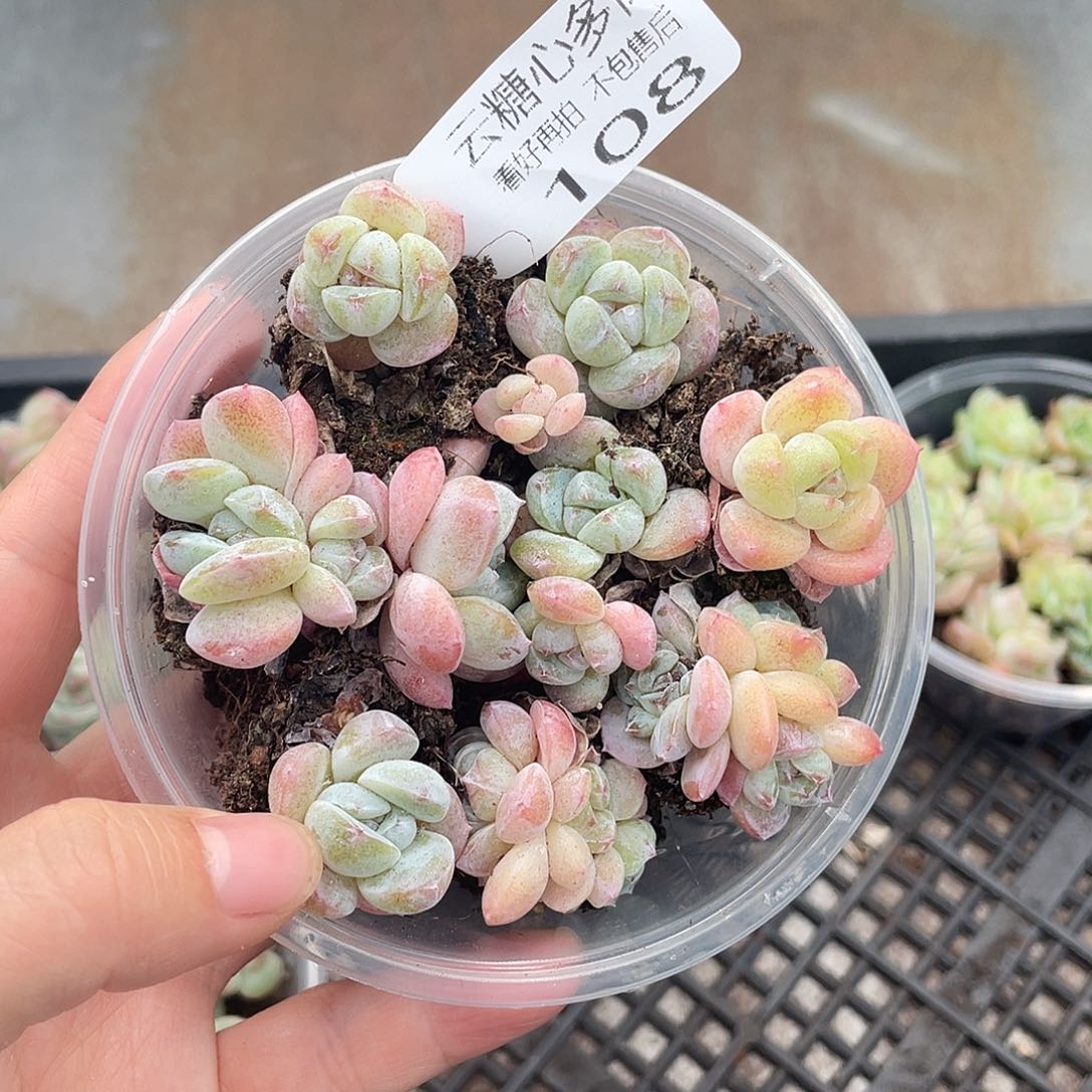 云糖心多肉植物108