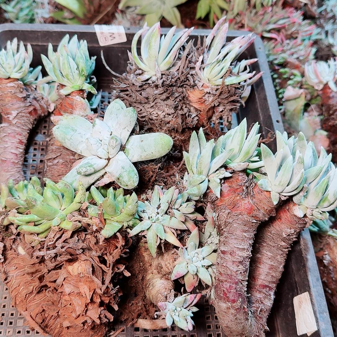 9075瑕疵框拍不售后