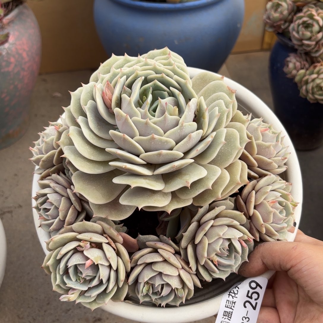 同温层多肉露娜莲259