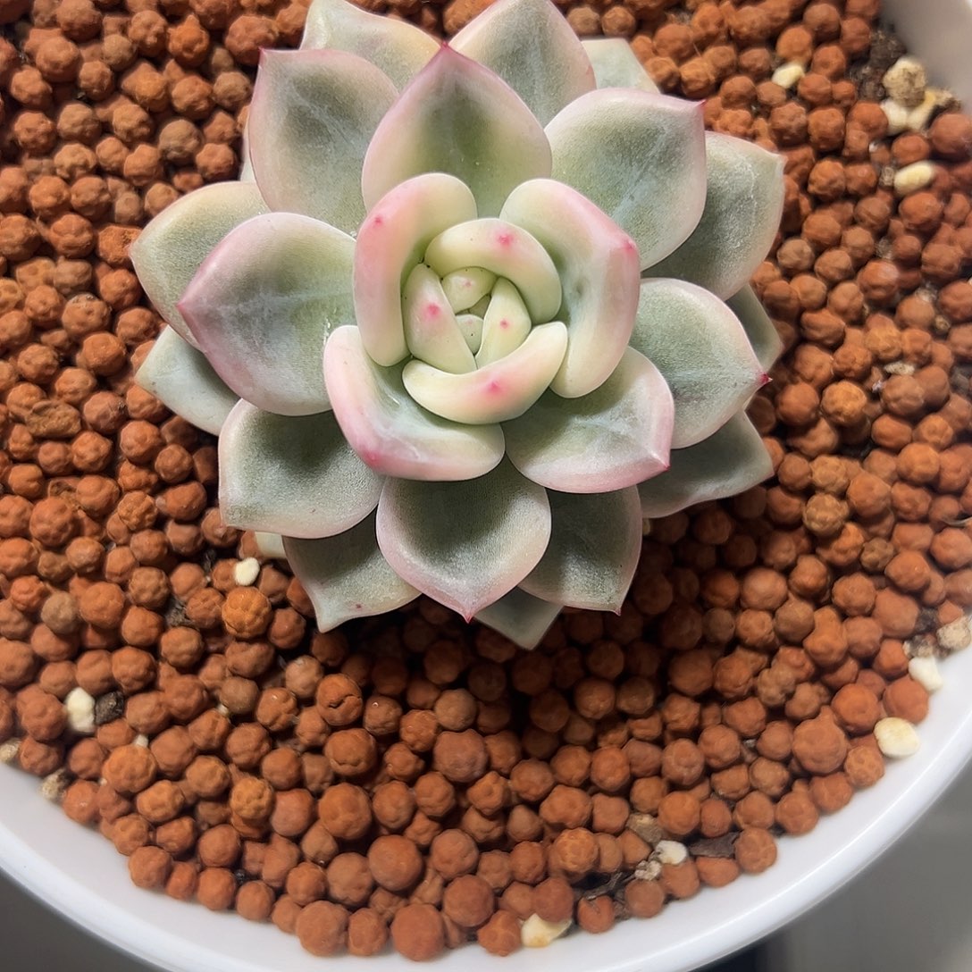 伊丽莎白锦多肉植物