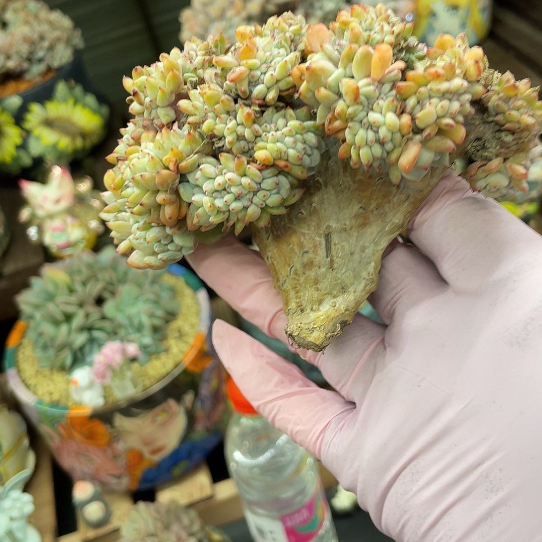 瑕疵底切星影盘龙缀，介意神拍