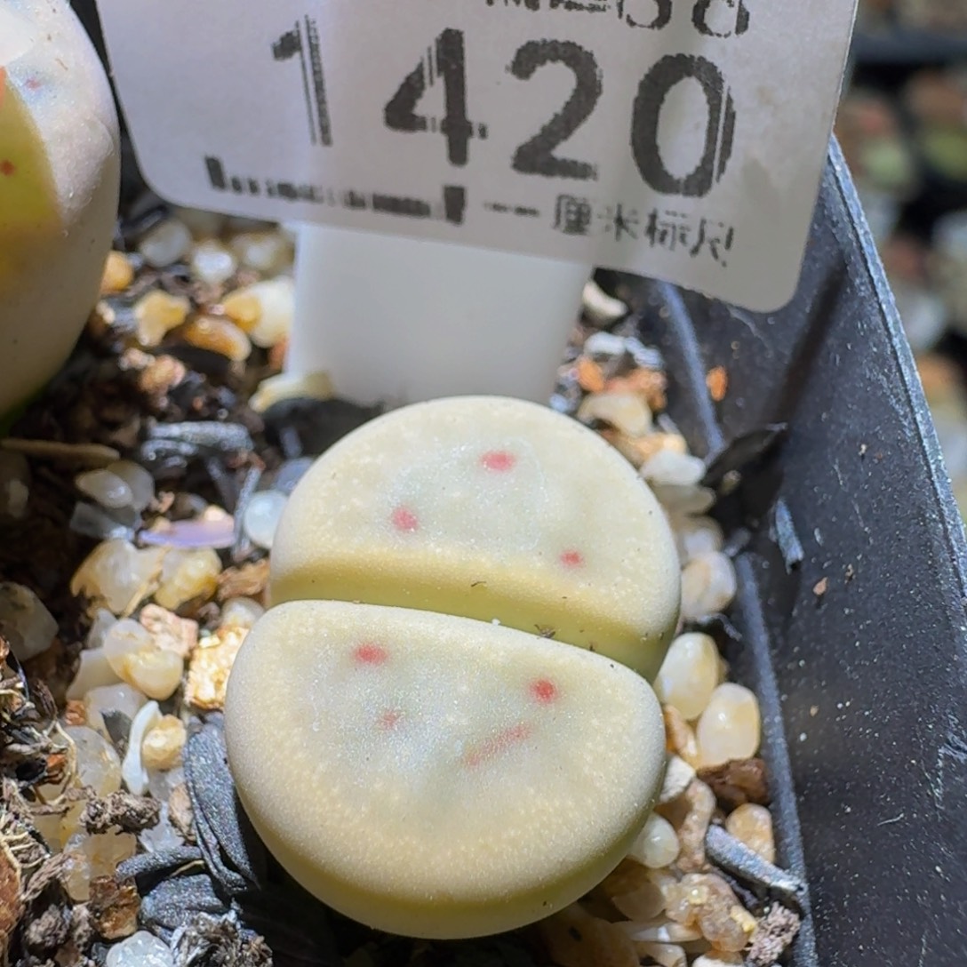 Ssss清货捡漏价出1420