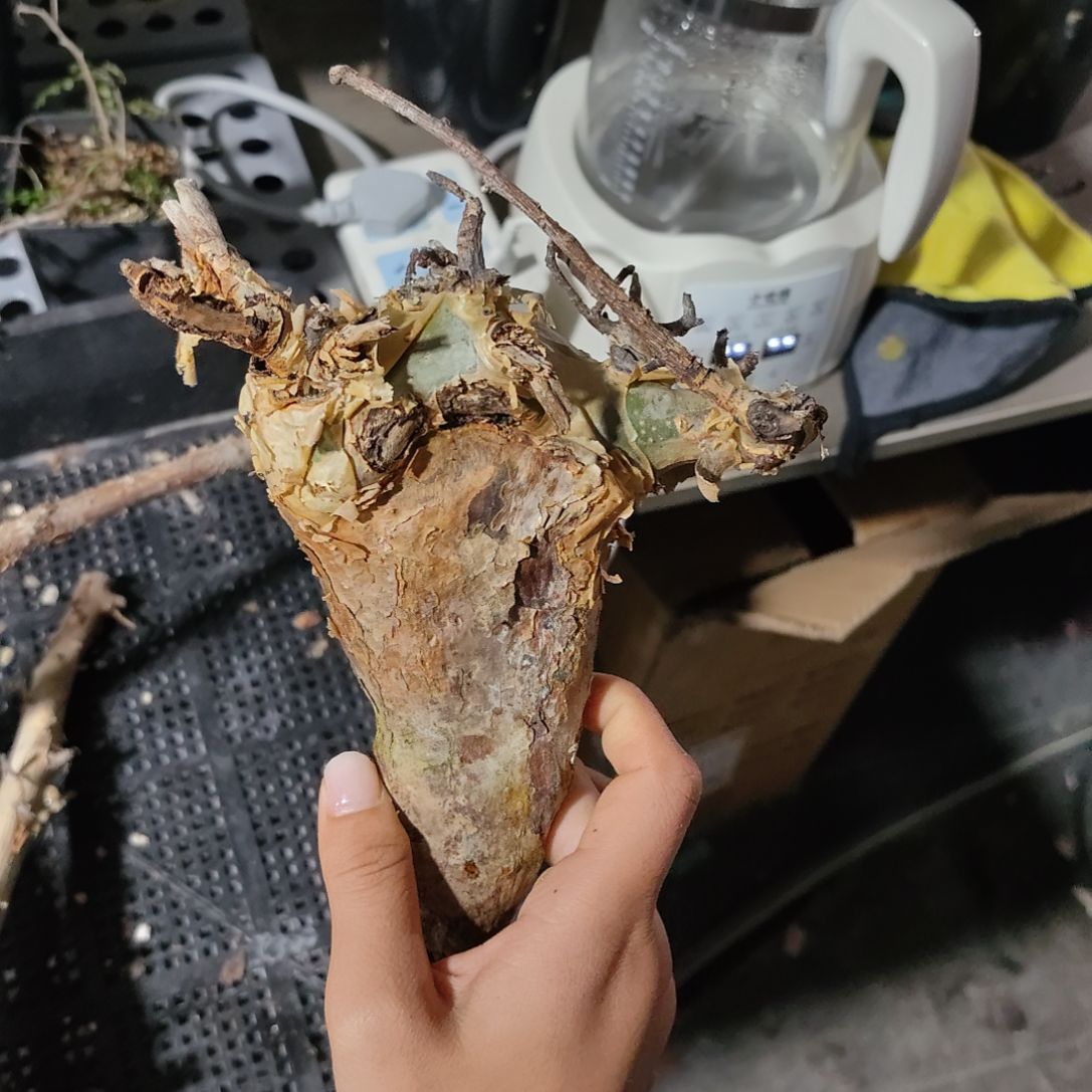 蓝叶橄榄哈哈哈哈