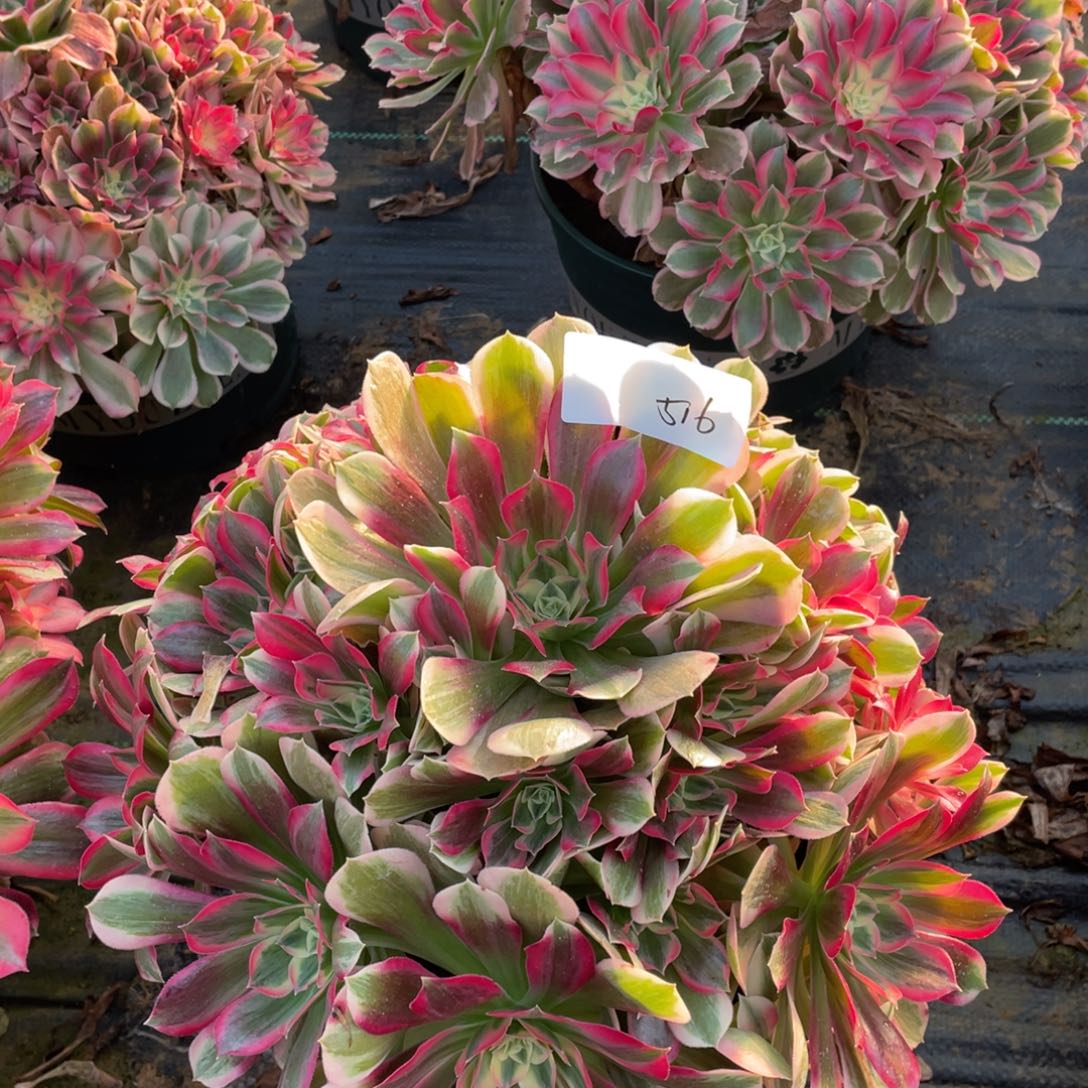 516111111111111111111