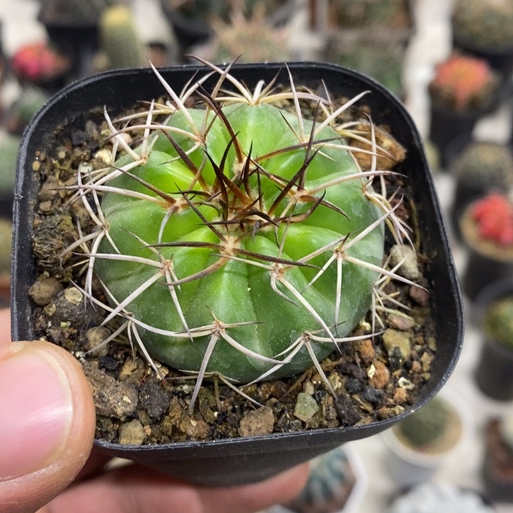 实生圆盘玉特价福利