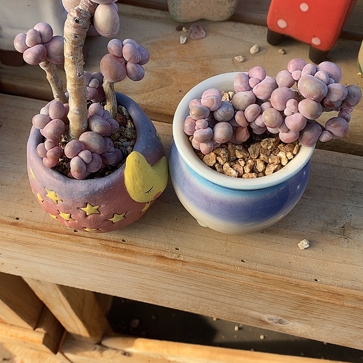 你***．胭脂精品多肉88888