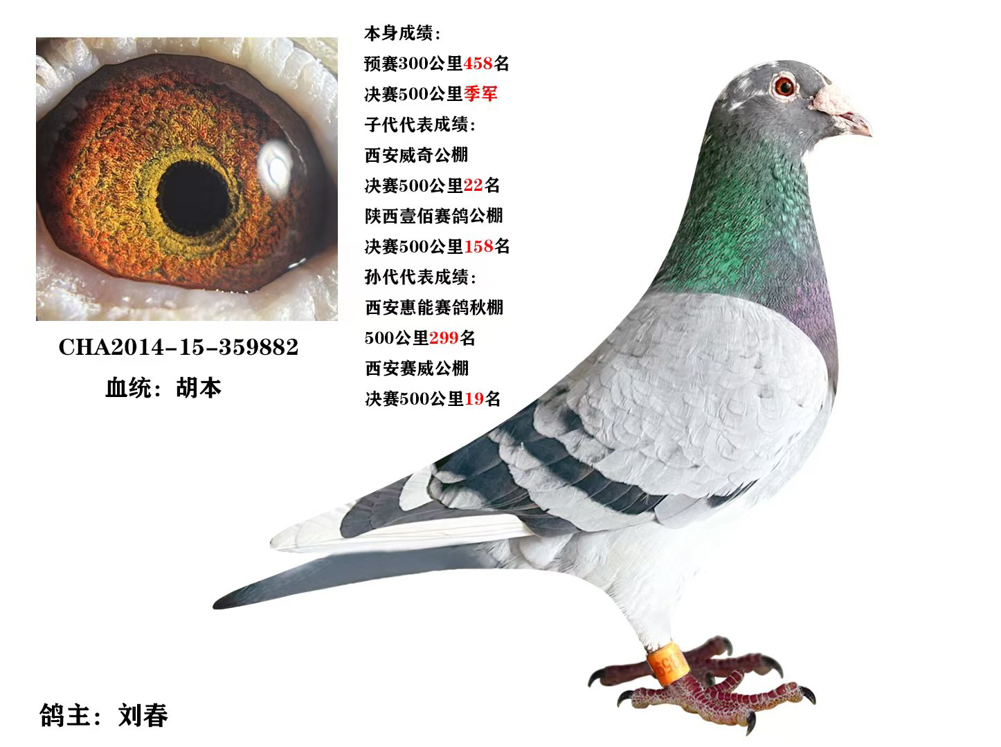 信鸽，幼鸽，赛季鸽