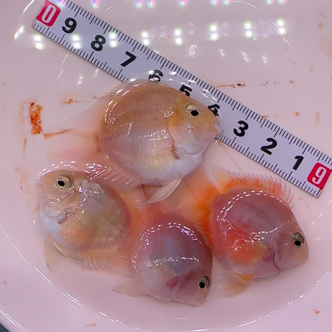 S***y海水鱼白金胭脂粉4只2公2母