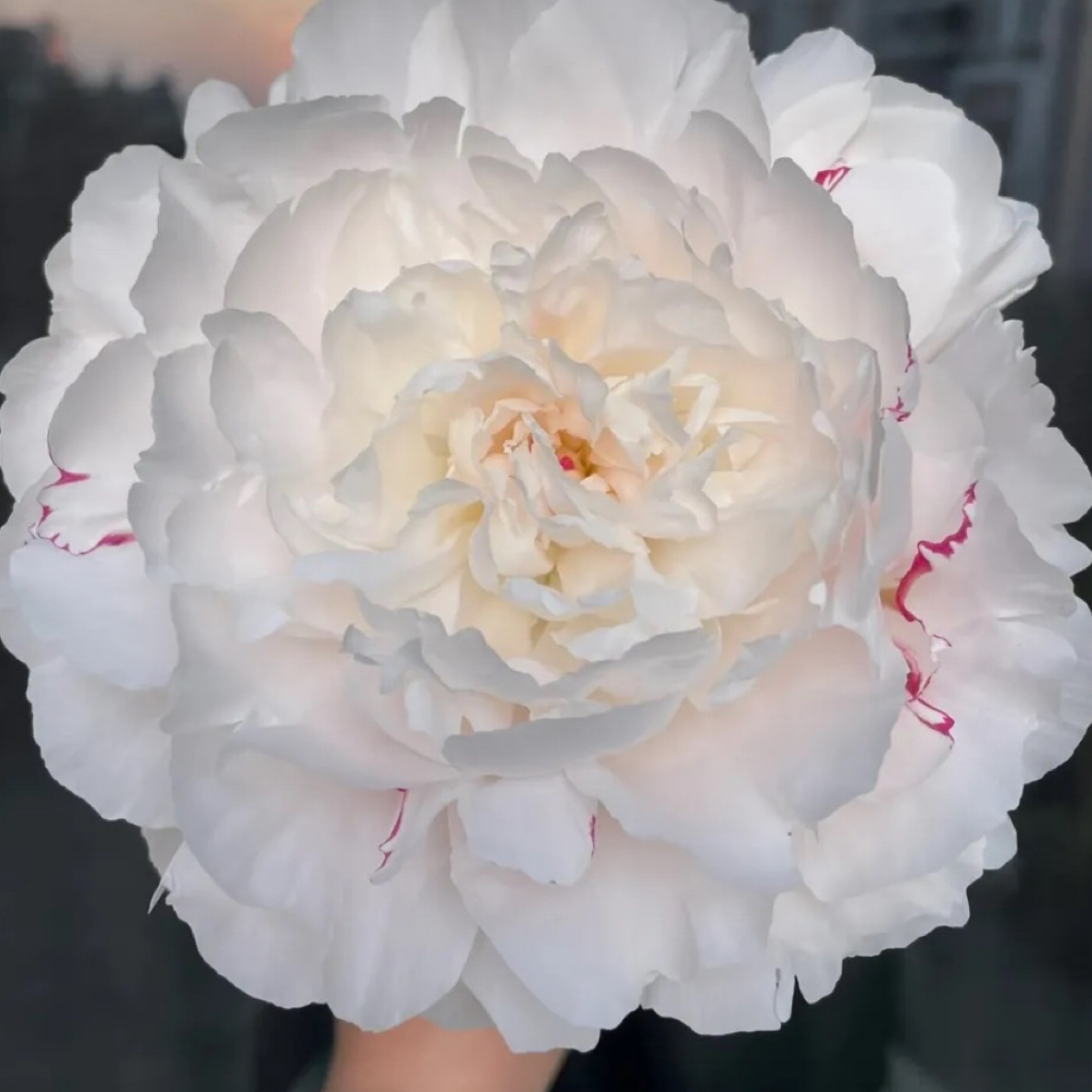 重瓣大花耐寒芍药花苗包对版基地直发