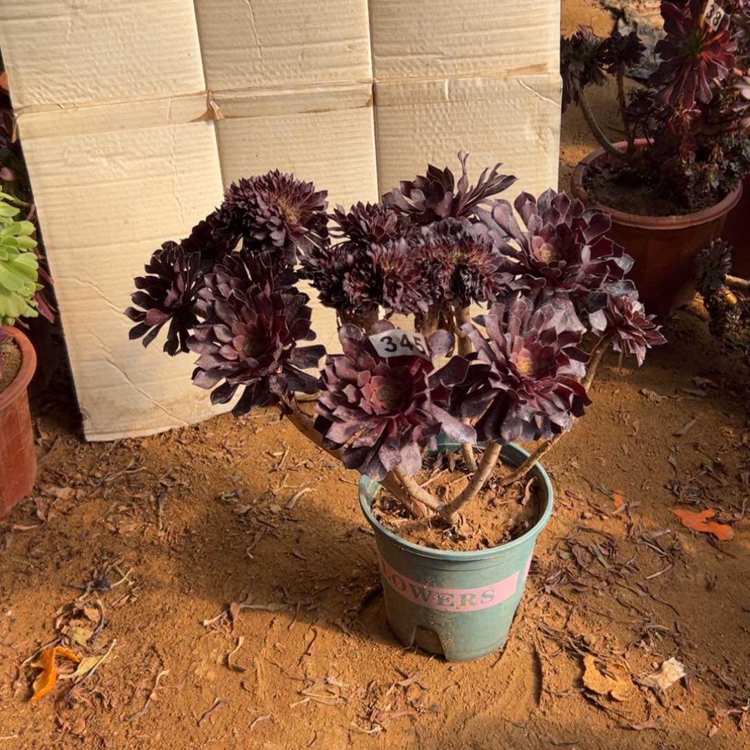 别****?铜壶缀345官府40