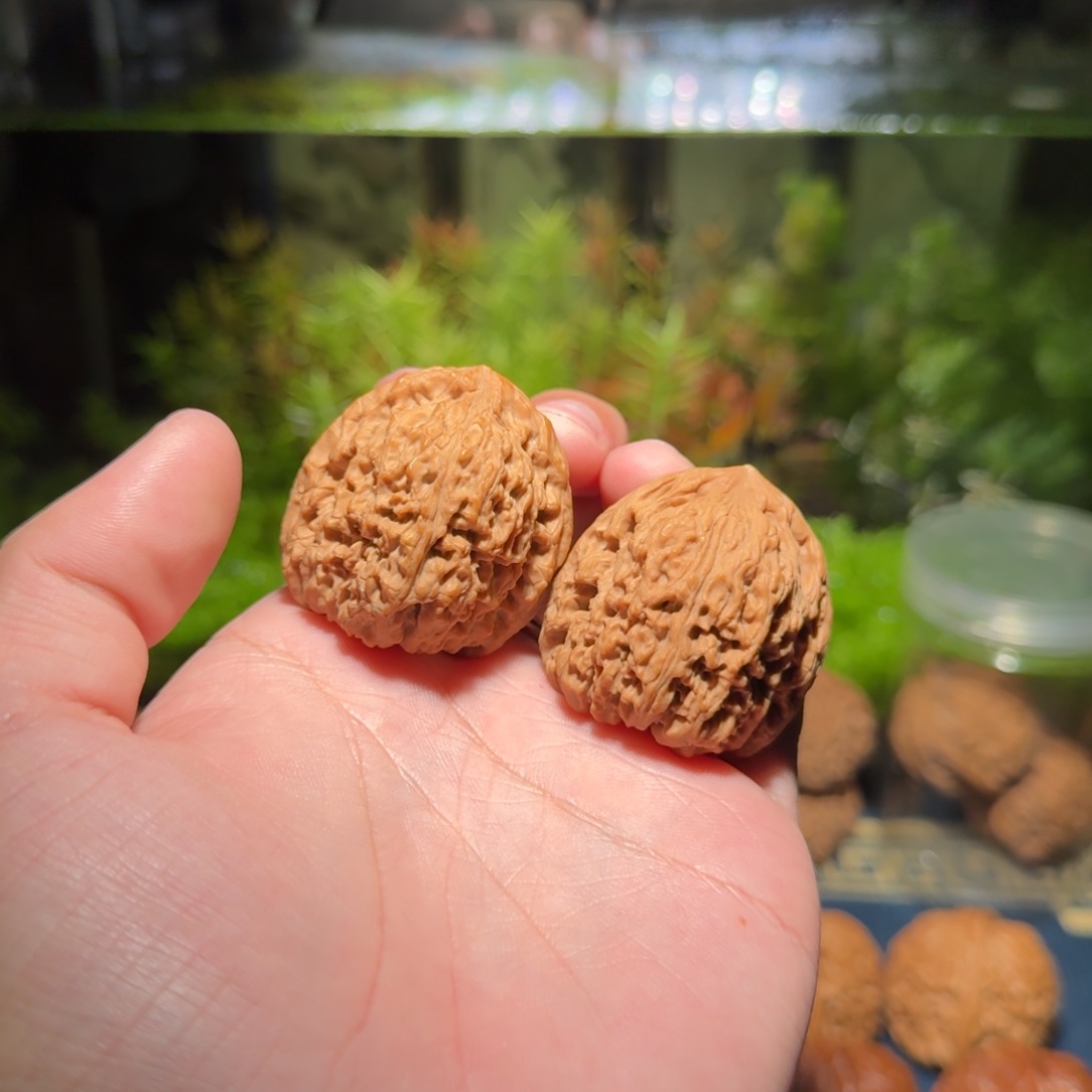 555号37高炮南疆石南疆石南疆石