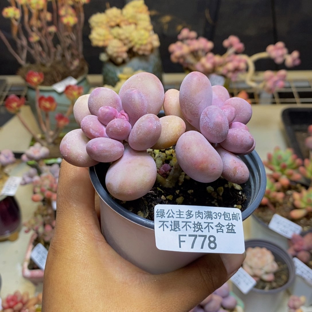 778蛋黄奶多肉8c m