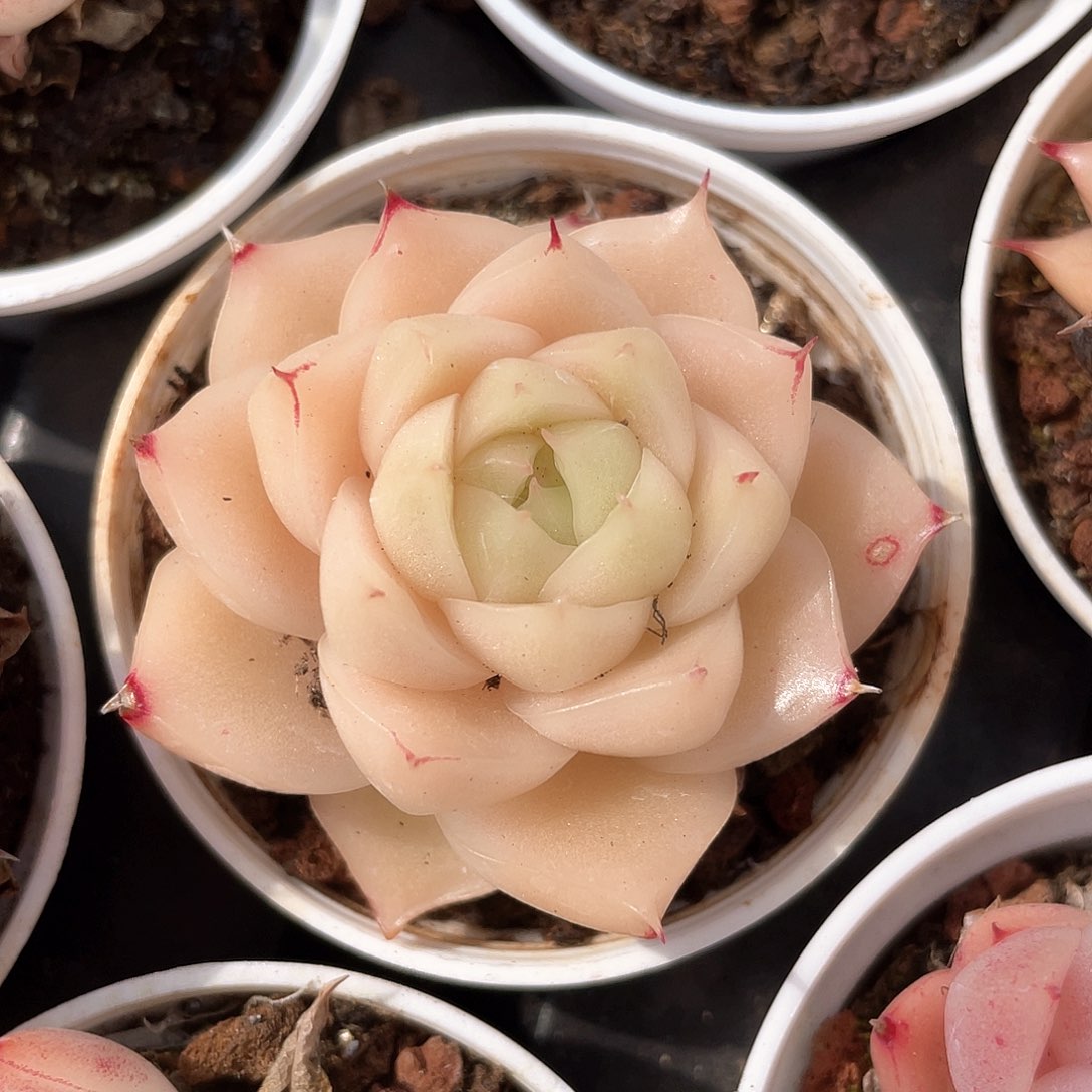 优选麦秆小精品395